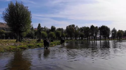 Büffel kommen aus dem See