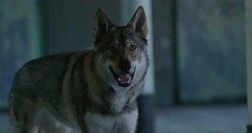 Wolf stares at the camera in the old, abandoned building