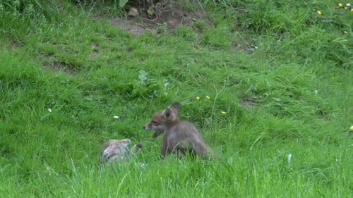 Red Fox, vulpes vulpes, Cub playing on Grass, Normandy in France, Real Time