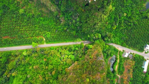 Trees tunnel road and limestone hills