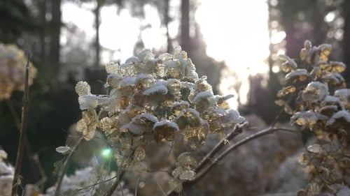 Motion shot branch flowers covered by snow, sunbeams through Forest vegetation