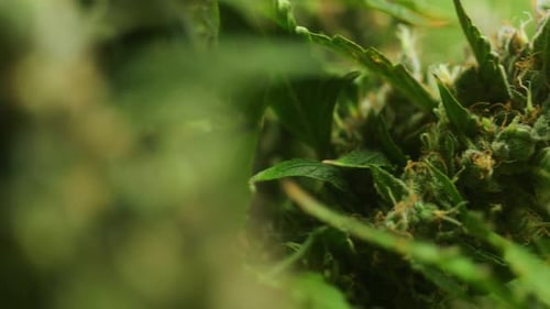 4K Cinematic close up macro footage of weed flowers and leaves on marijuana plants in an indoor grow