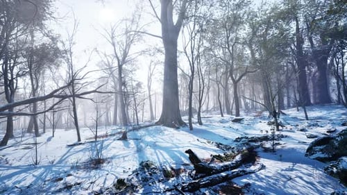 Winter Forest in the Mountains