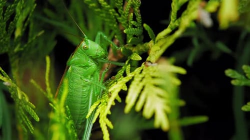 Grasshopper Camouflage On The Green Leaves In The Garden. - selective focus shot