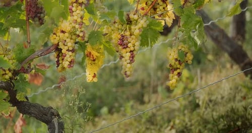 Riesling du Rhin Récolte des raisins à la vigne