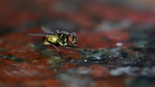 Closeup of a housefly (Musca domestica) cleaning its front legs.