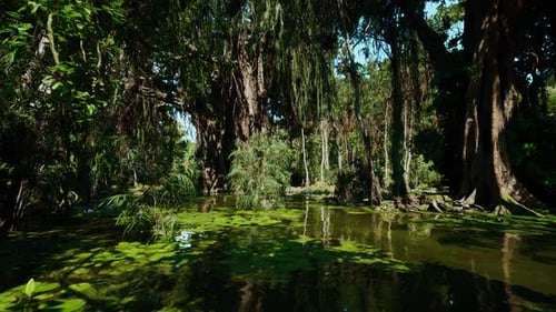Animated Flight Over Lush Jungle Swamp with Lily Pads