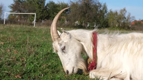 1. Ziegen grasen auf der Wiese. Landwirtschaft. Pflege von Ziegen
.