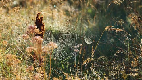 Dew Covered Spiderweb in Grassy Morning Field