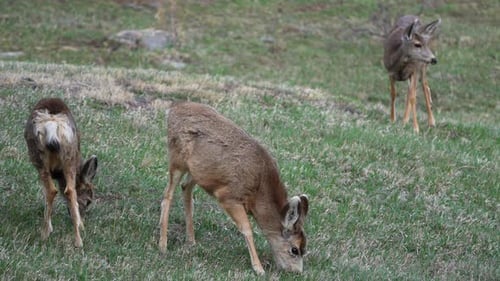 Groupe de bébés cerfs, troupeau de wapitis, mangeant de hautes herbes vertes au pâturage