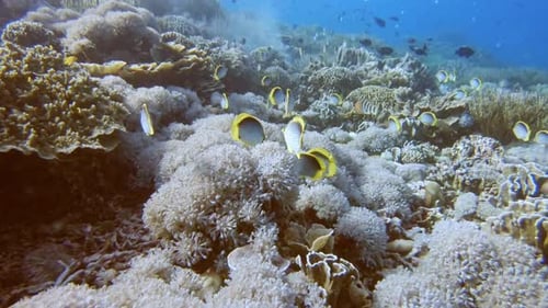 a group of butterfly fish feeding together on a coral reef