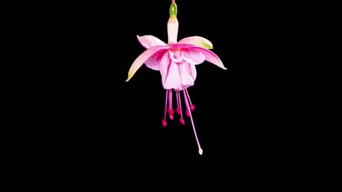 Zeitraffer Blumenöffnung in Fuchsia
