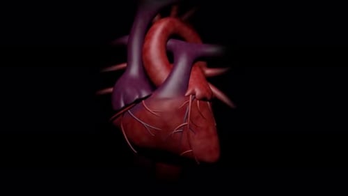 3D Animated Human Heart Beating Loop for Medical Visualizations