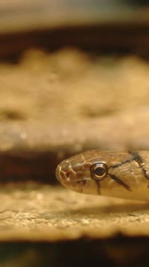 Extreme Close Up of Tan Cobra Snake Head