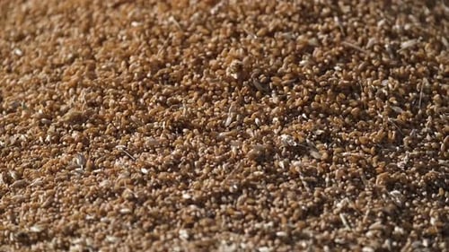 Wheat
