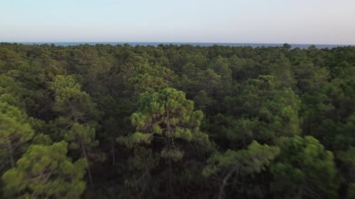 Flying Over Forest into the Sea