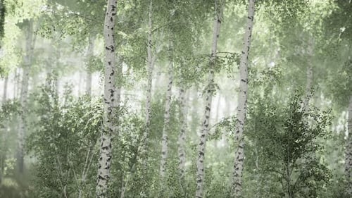 Birch Trees on the Green Grass