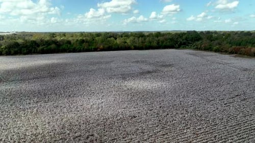 aerial pullout from cotton field near montgomery alabama