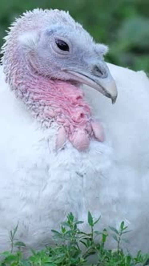 A Young White Turkey Sits on Green Grass Vertical Video