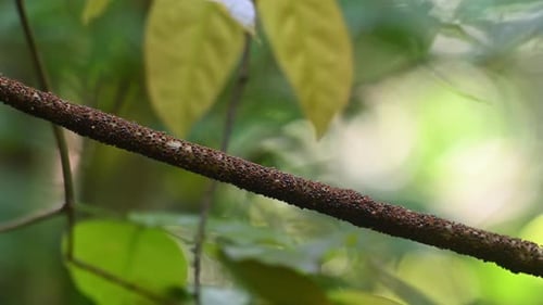 Termiten, die sich auf einer Rebe bewegen, wie sie tief im Dschungel zu sehen sind, Isoptera, Kaeng Krachan National Park, T