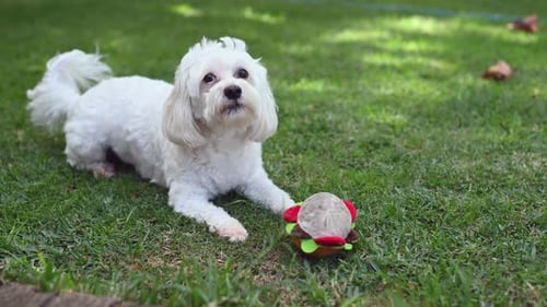 Playful maltese poodle dog seen outdoors
