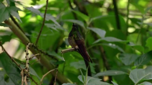 A hummingbird perches on a branch in a forest in Ecuador, South America.