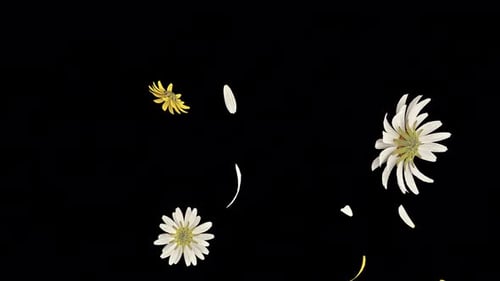 Daisy and Petals Fall Loop auf Alpha Channel 4K.