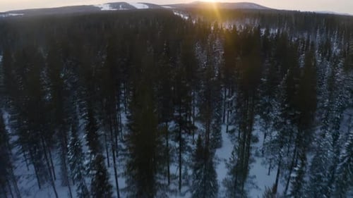 Aerial view flying above woodland treetops tilt up reveal glowing dawn wintry snow covered mountain