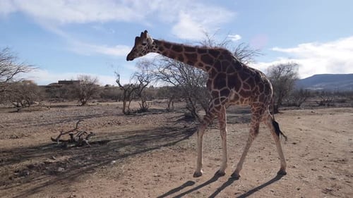 giraffe walking in dry bush near civilization slomo