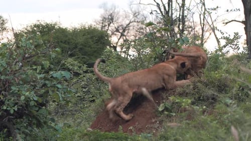 Wagging their tails, lion cubs play on a hill among the bushes. Close up shot.