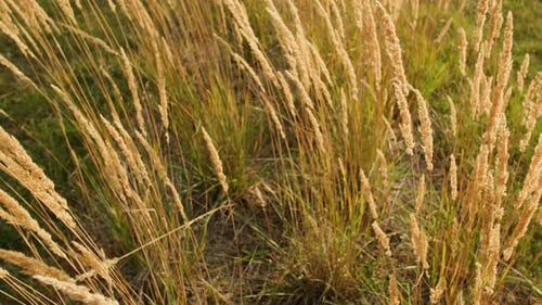 Wheat Field Ears of Wheat Swaying From the Gentle Wind Golden Ears are Slowly Swaying in the Wind