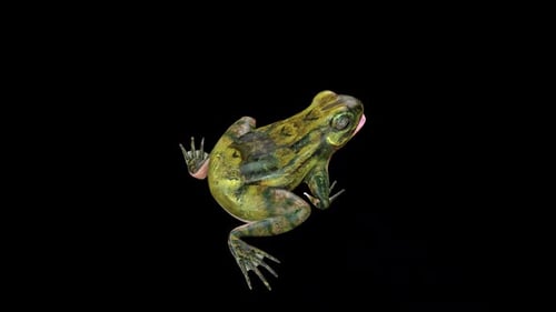 Frog Idle