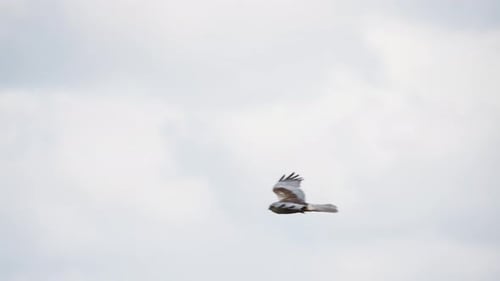 Western Marsh Harrier soaring in sky, Netherlands