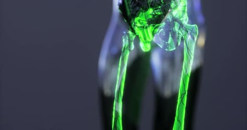 Detailed Visualization of the Human Body Skeleton Highlighting Leg Anatomy