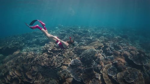 Woman Freediver Swims Underwater Along the Vivid Coral Reef in the Komodo National Park in Indonesia
