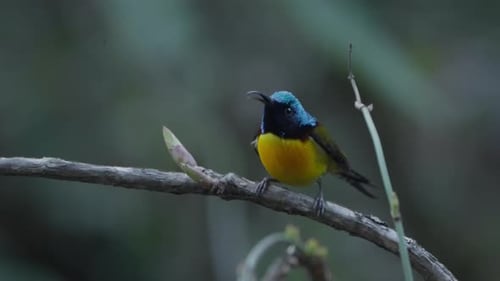 Birds of Nepal