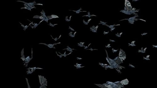 Abstract Dark Birds Flying Loop Across Screen