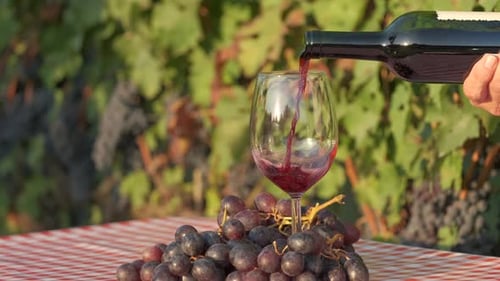 Wine tasting, pouring red wine in vineyards background in Langhe, Piedmont