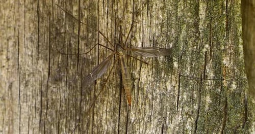 Crane fly(Tipulidae) closeup macro video on wood.