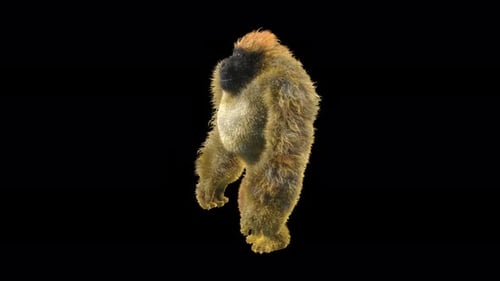 14 Gorilla Dancing 4K
