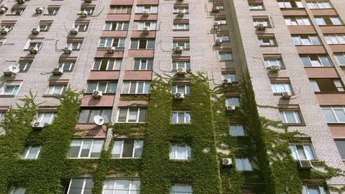 Green Building with Plants Growing on the Facade Wall of a House Covered with Common Ivy Vertical