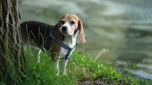 Beagle Dog on a Walk with a Collar