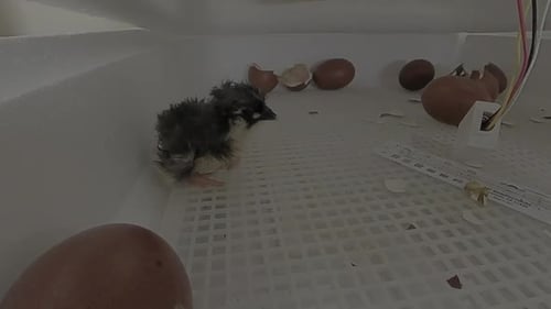 Tiny Newborn Chick Inside Incubator with Eggs