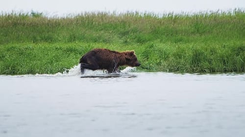 Brown Bear Fishing in a River
