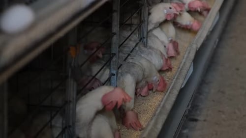 Chickens In Egg Factory Eat Feed