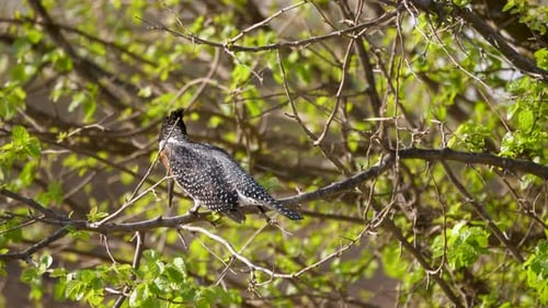 a giant kingfisher looking down to find prey fish from the branch of a tree in South Africa
