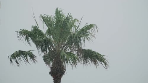 Palm Trees Being Blown By Winds in Rain