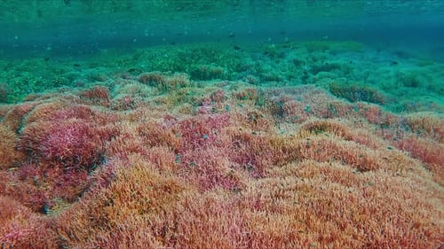 Set of Two Footages Real Speed and Slow Motion with Woman Swimming Underwater in the Tropical Sea