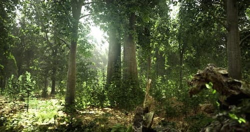 Sunlight Filtering Through Trees in a Lush Green Forest