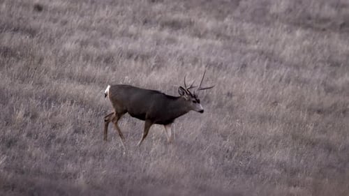 Mule deer buck walking on a open plain or field.